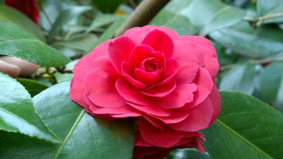 WP_20170405_035 Camellia japonica Eximea.jpg