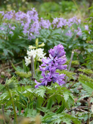 2017-04-05 Hyacinthus.jpg