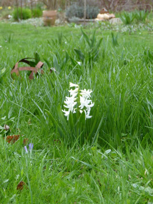 2017-04-05 Hyacinthus 2.jpg