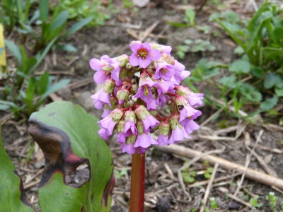 2017-04-05 Bergenia 1.jpg