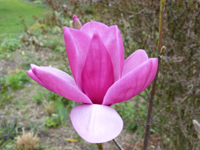 2017-04-05 Magnolia 'Royal Purple'.jpg