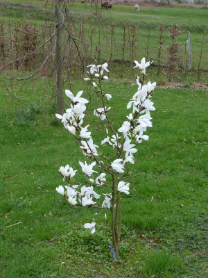 2017-04-05 Magnolia 'Wada's Memory'.jpg