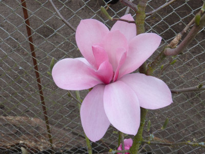 2017-04-05 Magnolia 'Westonbirt'.jpg