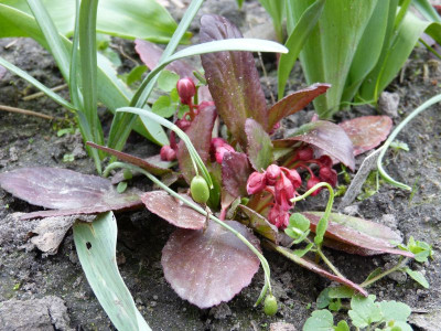 2017-04-05 Bergenia 'Flirt'.jpg