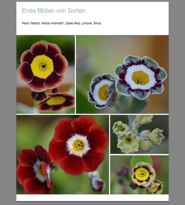 erste Blüten, Sorten.jpg