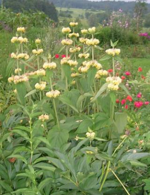 Phlomis_russeliana.jpg