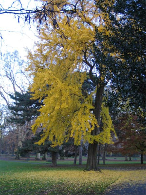 gingko_nov.jpg
