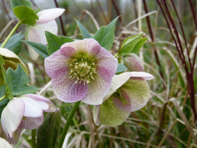 2017-04-05 Helleborus x hybridus.jpg