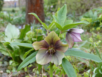 2017-04-05 Helleborus x hybridus 2.jpg