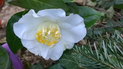 WP_20170406_043 Camellia japonica Shiro Osaraku.jpg