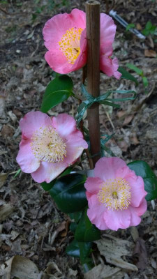 WP_20170406_022 Camellia japonica Kazue No Tsuki.jpg
