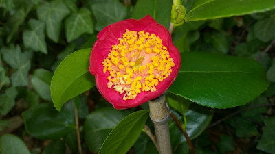 WP_20170406_056 Camellia japonica Kagotsurube.jpg