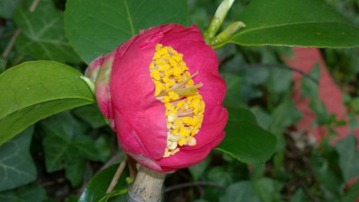 WP_20170406_059 Camellia japonica Kagotsurube.jpg