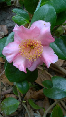 WP_20170406_063 Camellia japonica Tabaruzaka.jpg