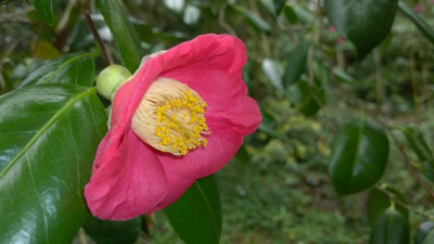 WP_20170406_051 Camellia japonica Hiodoshi.jpg