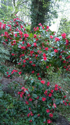WP_20170406_054 Camellia japonica rusticana Yukibata Tsubaki.jpg