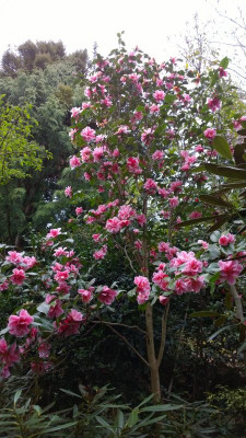 WP_20170406_069 Camellia japonica Oki No Mani.jpg