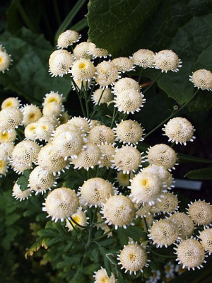 tanacetum_parthenium20011.jpg
