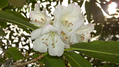 WP_20170406_003 Rhododendron wallichii Bu127.jpg