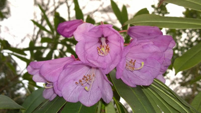 WP_20170406_018 Rhododendron huianum CH7073.jpg