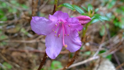 WP_20170406_037 Rhododendron imperator CC 7530.jpg