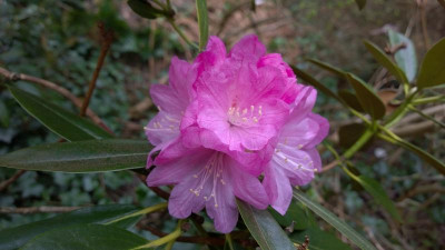WP_20170406_067 Rhododendron degronianum ssp.heptamerum var. hondoense.jpg