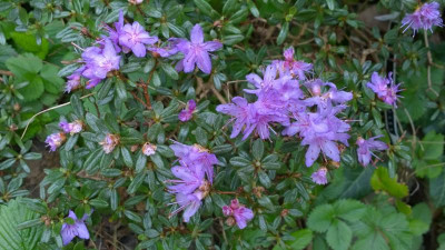 WP_20170406_066 Rhododendron  impeditum F.20454.jpg