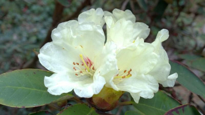 WP_20170406_048 Rhododendron lacteum Corsock.jpg