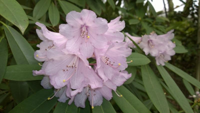 WP_20170406_006 Rhododendron davidii.jpg