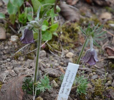 Pulsatilla_pratensis.Nigricans.17-1.jpg