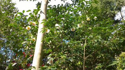 WP_20170403_009 Camellia japonica Nioi Fubuki.jpg