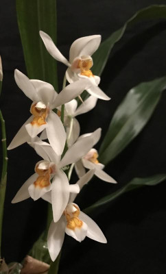 Coelogyne nitida 04-2017.jpg