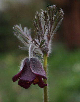 pulsprat1711.jpg