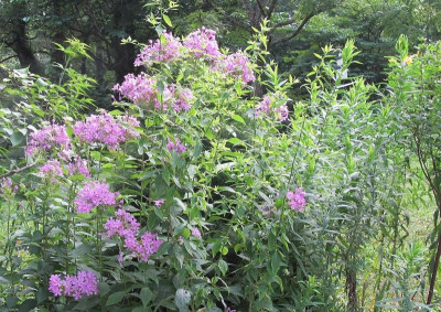 P. paniculata_Harpeth River.JPG