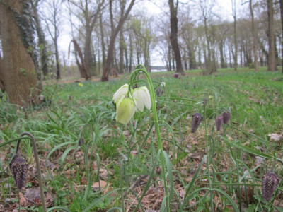 meleagris 7.4.17 ue.JPG