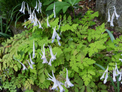 Corydalis   ...   6.4.17 003.jpg