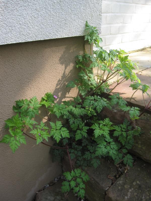 GeraniumRobertianum.jpg
