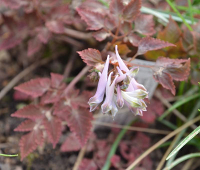 Corydalis-ChocolateStars.17-1.jpg