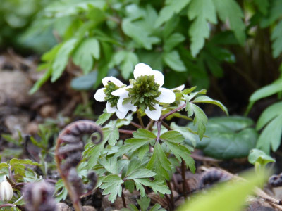 2017-04-07 Anemone nemorosa 'Green Fingers'.jpg