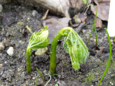 2017-04-07 Glaucidium palmatum.jpg