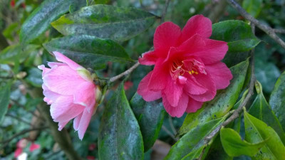 WP_20170407_035 Camellia japonica rusticana Fukurin Ikkyo.jpg