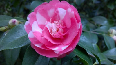 WP_20170407_030 Camellia japonica Elegans weiß-rosa Sport.jpg
