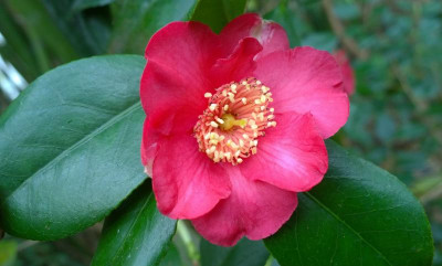 WP_20170407_004 Camellia japonica Nikko.jpg