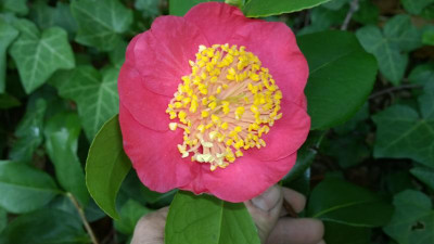 WP_20170407_002 Camellia japonica Kagotsurube.jpg