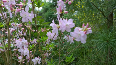 WP_20170407_031 Rhododendron schlippenbachii.jpg