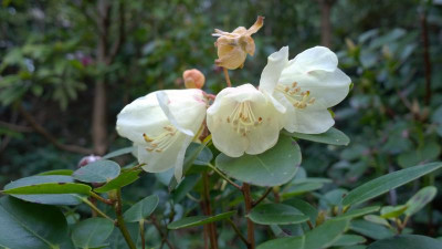 WP_20170407_026 Rhododendron campylocarpum ssp.caloxanthum APA 57.jpg