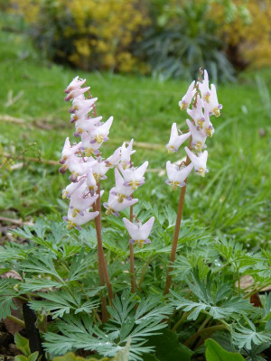 2017-04-07 Dicentra cucullaria 'Pink Punk'.jpg