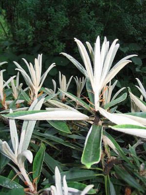 Rhododendron_makinoi_Austrieb.jpg