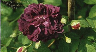 R.CENT.VIOL.jpg