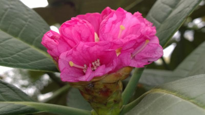 WP_20170407_011 Rhododendron kesangiae KR1100.jpg